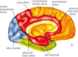 pagine psicologi elenco psicoterapeuti